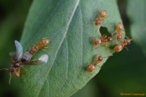 swarming ants