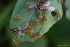 ant queens and workers