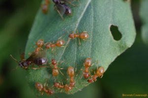 queen and worker ants