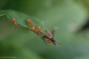 ant queen and workers