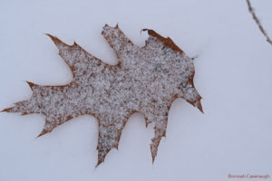 Snow covered oak leaf.