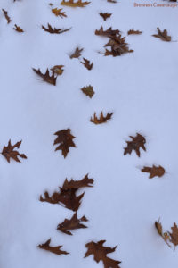 Oak leaves in the snow