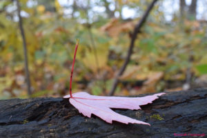 maple leaf on a log