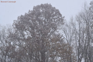 oak tree during a snow storm
