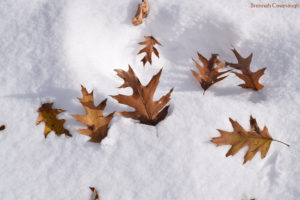 oak leaves in the snow