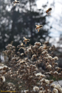 Honey bees flying in late November.