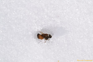 A dead honey bee dropped off into the snow by another member of her colony.