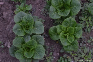 A romaine type lettuce variety called 'winter density'