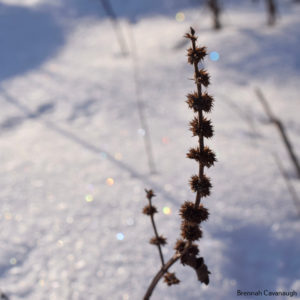 Water horehound and sparkling snow
