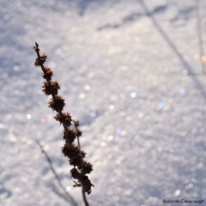 Water horehound and sparkling snow