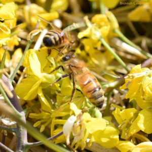 Honey bees foraging on flowers from our winter crops