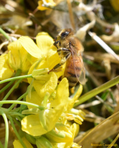 Honey bee foraging on flowers from our winter crops