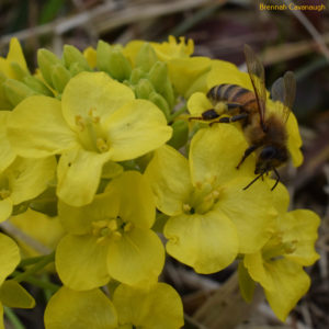 honey bee with pollen on tokyo bekana flowers