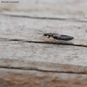 rove beetle (staphylinidae)