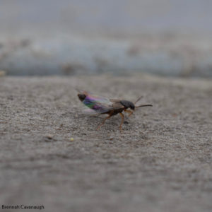 rove beetle (staphylinidae)