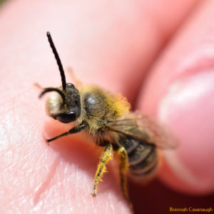Colletes bee I caught this year