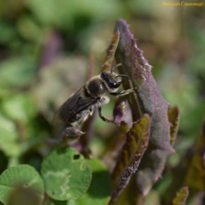 Colletes bee
