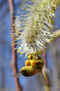 Pollen dusted honey bee hanging from a willow catkin