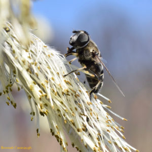 Hover fly (syrphid) on willow catkin