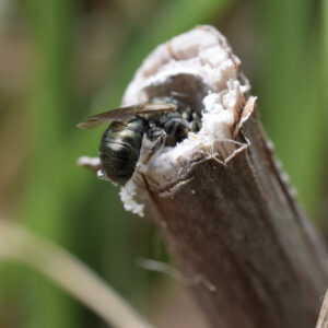 Ceratina (small carpenter bee) excavating a nest in a twig.
