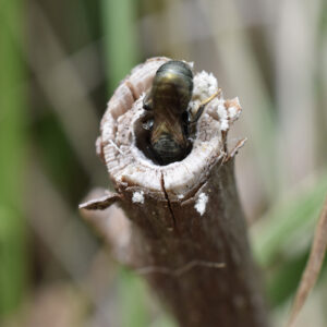Ceratina (small carpenter bee) excavating a nest in a twig.