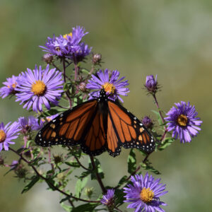 A monarch butterfly on New England aster flowers