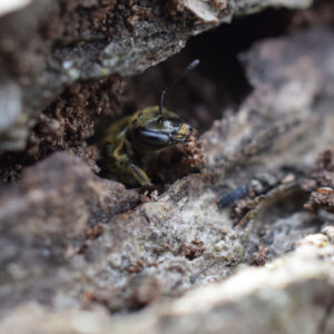 native bee excavating a nest in a log