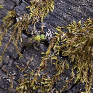 Augochlora sweat bee on a mossy log