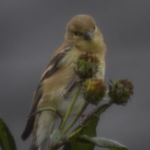 goldfinch (in nonbreeding plumage) on sunchoke seedhead