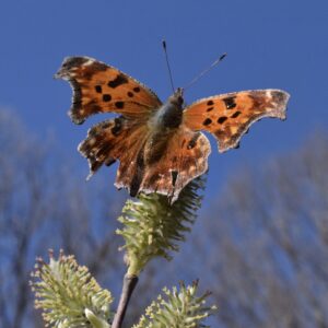 Comma butterfly on willow catkins