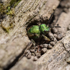 Augochlora sweat bee at the entrance to her nest