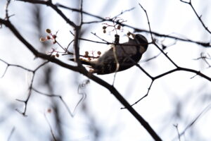 a slightly blurry photo of a woodpecker eating a dogwood berry