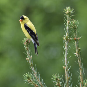 A male goldfinch perched on a spruce branch