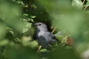 a grey catbird framed by out of focus leaves