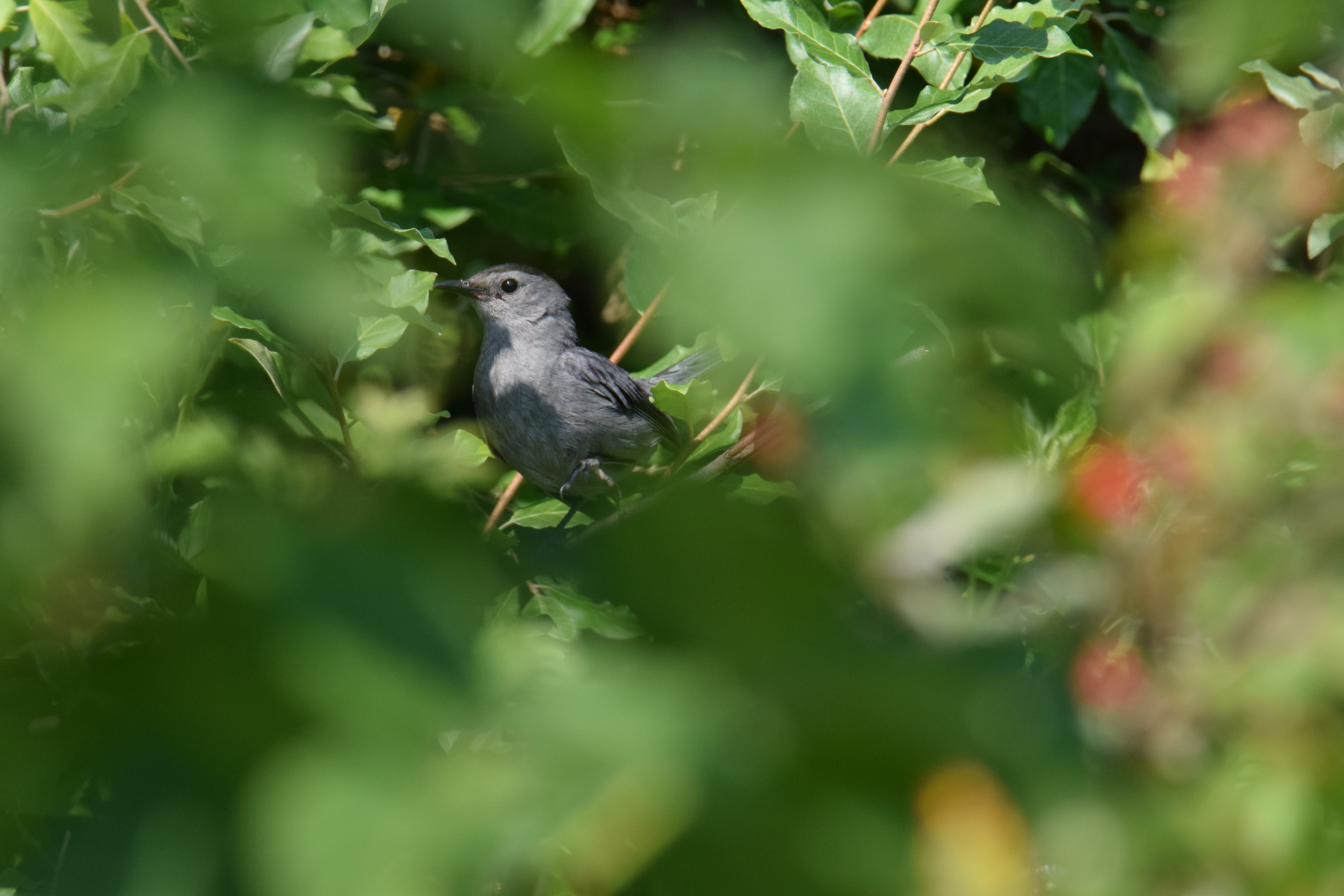 a grey catbird in a small gap among out of focus leaves