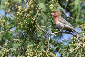 house finch perched on a cedar branch