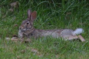 Rabbit lounging in the grass