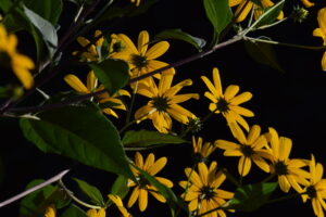 Sunchoke flowers against dark background
