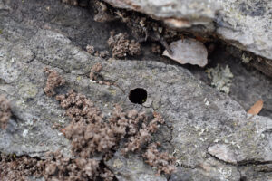 nest hole of an augochlora sweat bee surrounded by wood dust