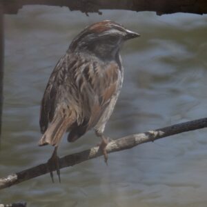 a swamp sparrow on a branch over water