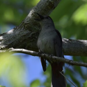a grey catbird calling from a branch