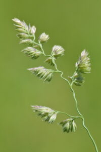 a grass seed head with a twisty stem