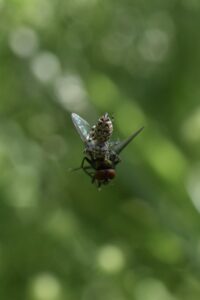 A jumping spider with a fly (larger then the spider) hanging in midair
